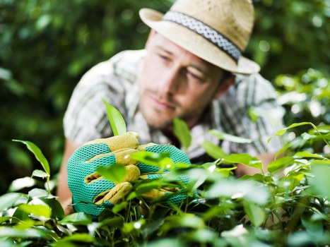Garden hedge maintenance service for homes and businesses in Teddington